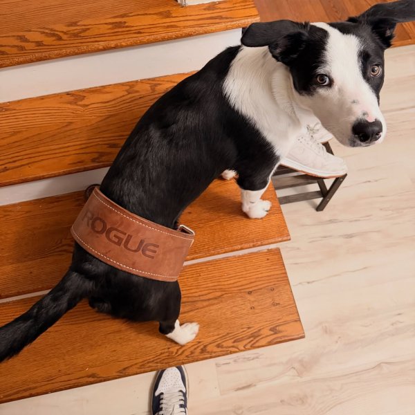 ROGUE(ローグ) Premium OhioLifting Belt Mサイズ ROGUE(ローグ) Premium OhioLifting Belt Mサイズ Rogue Premium Ohio