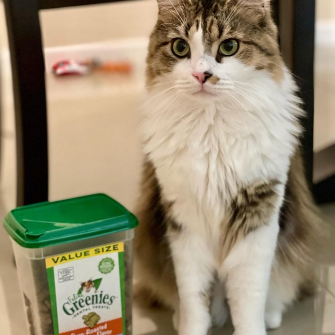 user image by @beezyboyb, Greenies Dental Cat Treats Oven-Roasted Chicken