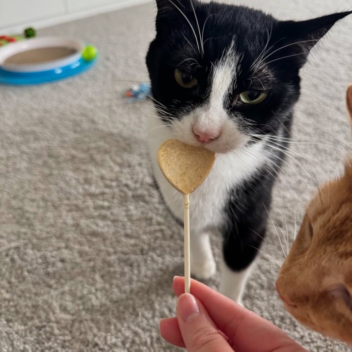 user image by @_thelifeofchico, Bonkers Purrpops Tip Top Tuna Flavor Lollipop Freeze-Dried Cat Treats - 0.35oz/4ct