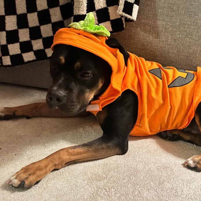 user image by @stone.thedog, Jack-O'-Lantern Pumpkin Reflective Halloween Hoodie Dog and Cat Costume - Boots & Barkley™