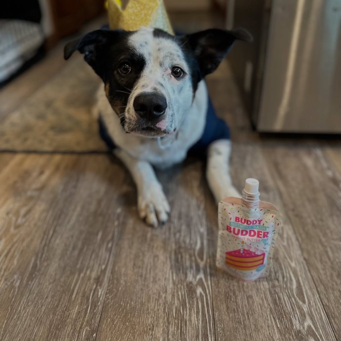 user image by @murphyinma, Birthday Crown Dog Hat - Gold - 6&#34; - Boots &#38; Barkley&#8482;