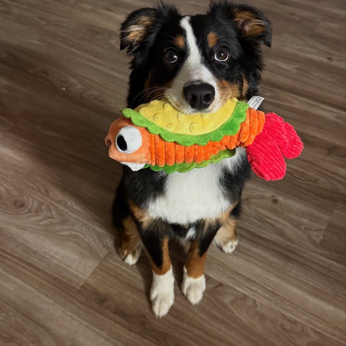 user image by @mmocha_theaussie, BARK Eduardo The Shrimp Taco Dog Toy