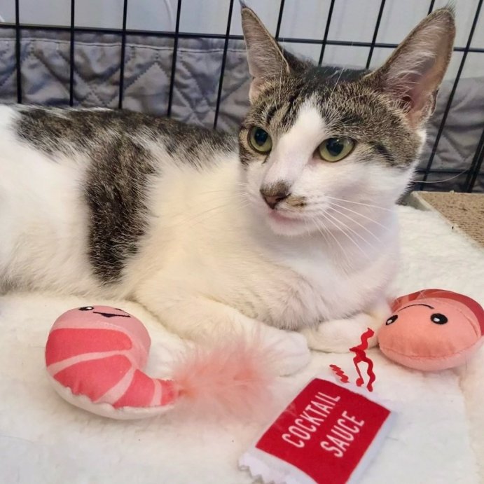 user image by @patchmyheartfoster, Shrimp &#38; Cocktail Sauce Plush Cat Toy - 3pk - Boots &#38; Barkley&#8482;