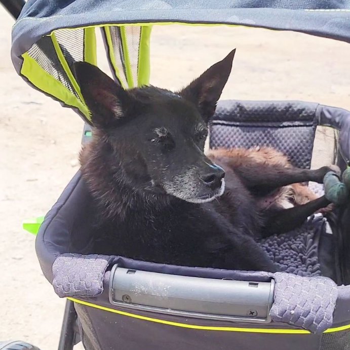 user image by @mirka_mishka_deals_discounts, Evenflo Pivot Xplore All-Terrain Double Stroller Wagon