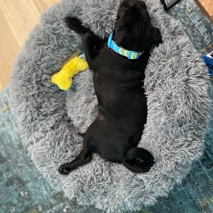 user image by @hello_ollie_roscoe, Super Plush Cuddler Round Dog Bed - Gray - Boots & Barkley™