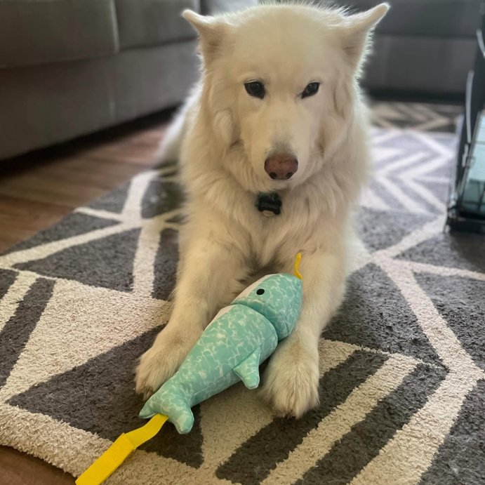 user image by @denali_olli, Shark RipStop Dog Launcher Toy - Sun Squad&#8482;