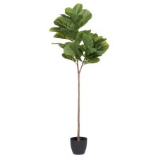 Shop Grand figuier lyre en pot Joss and more
