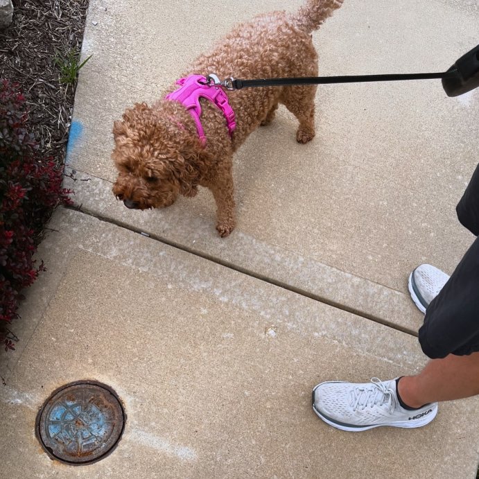 user image by @loverkamp, Reflective Comfort Dog Harness - Boots & Barkley™