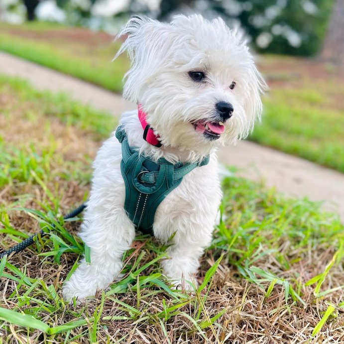 user image by @tsuki_buski, Reflective Comfort Dog Harness - Boots & Barkley™