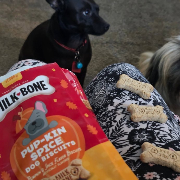 user image by @kristincp0, Milk-Bone Halloween Pumpkin Spiced Flavor Crunchy Dog Treats - 8oz
