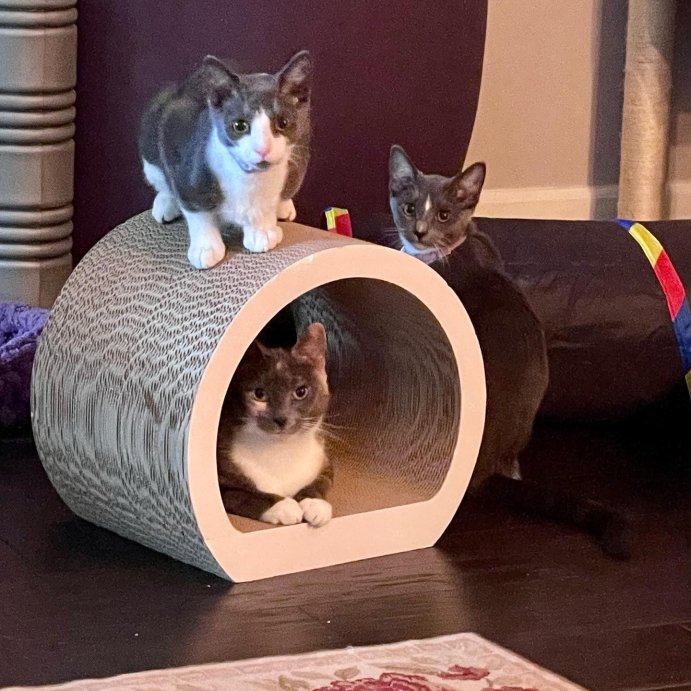 user image by @ziggy.star.dusty, Tunnel Cat Scratcher - Boots &#38; Barkley&#8482;