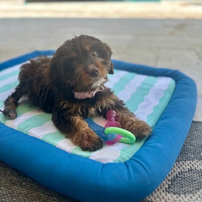 user image by @thatcavapoocali, Cooling Mat Bolster Dog and Cat Bed - Sun Squad&#8482; Blue/Green/White