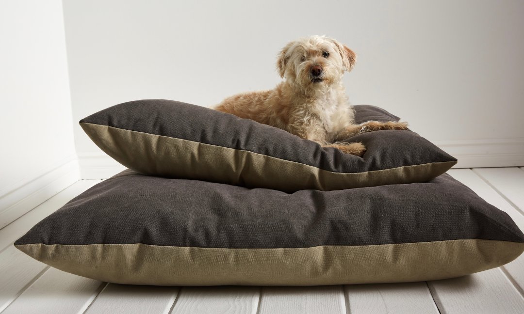 All You Need to Know About Pet Friendly Fabrics Parachute