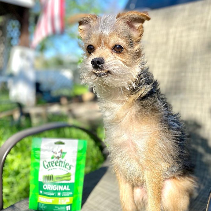 user image by @kingthecutest, Greenies Teenie Spearmint and Chicken Flavor Chewy, Dental Hard Chews Dog Treats