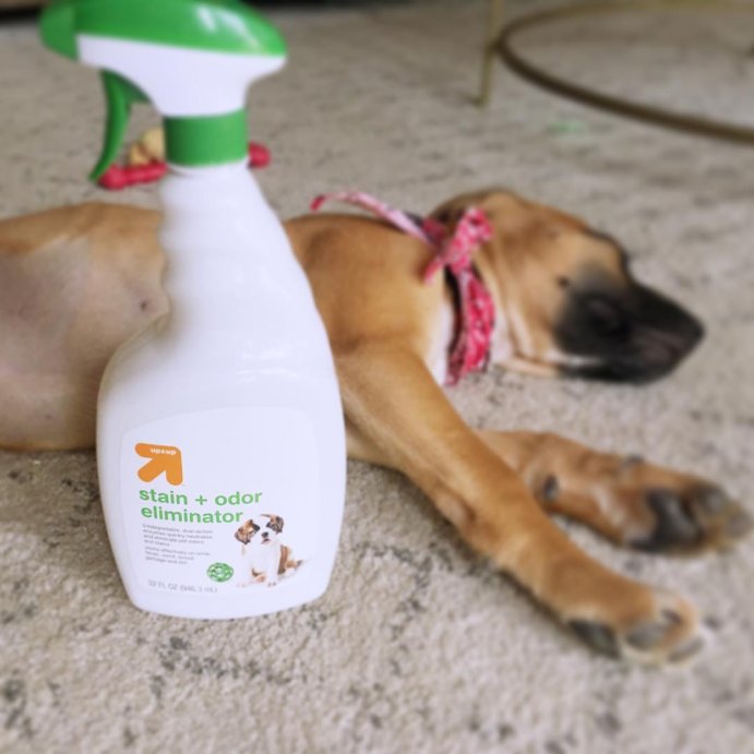 user image by @alliegirls_journey, Enzymatic Pet Stain and Odor Eliminator - 32 fl oz - up&#38;up&#8482;