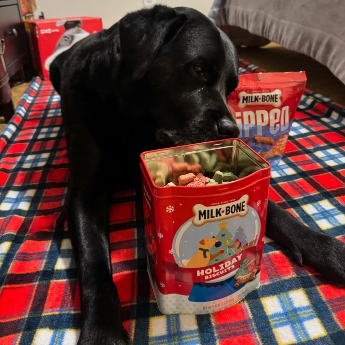 user image by @natali_1_ilatan, Milk-Bone Dipped Peanut Butter Crunchy Dog Treats