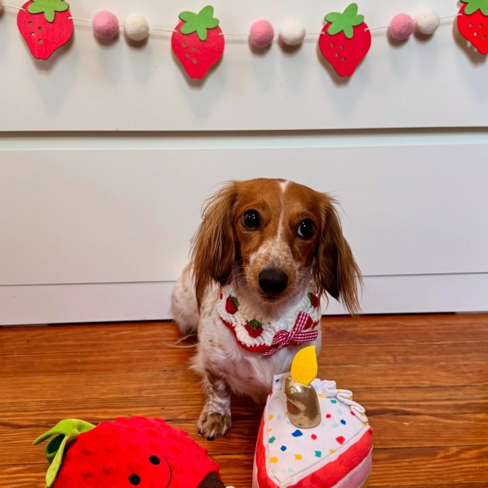 user image by @minidoxieruby, Birthday Cake Slice Plush Dog Toy - Boots &#38; Barkley&#8482;