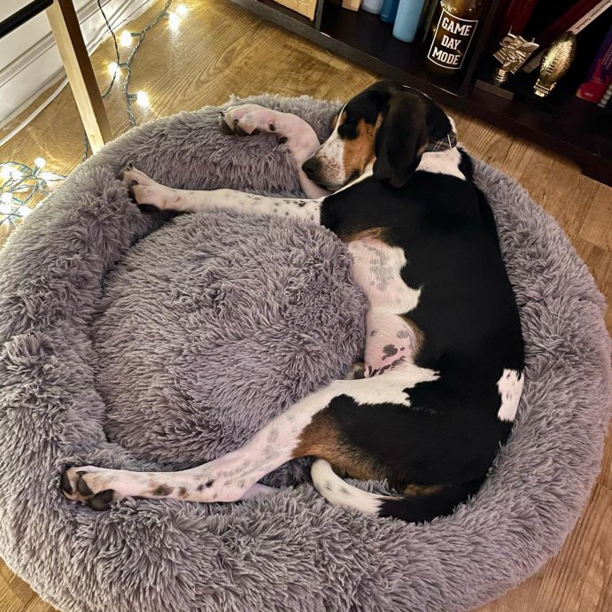 user image by @martymoosegriswold, Super Plush Cuddler Round Dog Bed - Gray - Boots & Barkley™