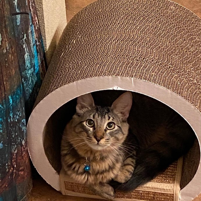 user image by @3m_moxiemaverickmissy, Tunnel Cat Scratcher - Boots &#38; Barkley&#8482;