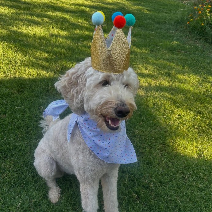 user image by @winniethetherapooch, Birthday Crown Dog Hat - Gold - 6&#34; - Boots &#38; Barkley&#8482;