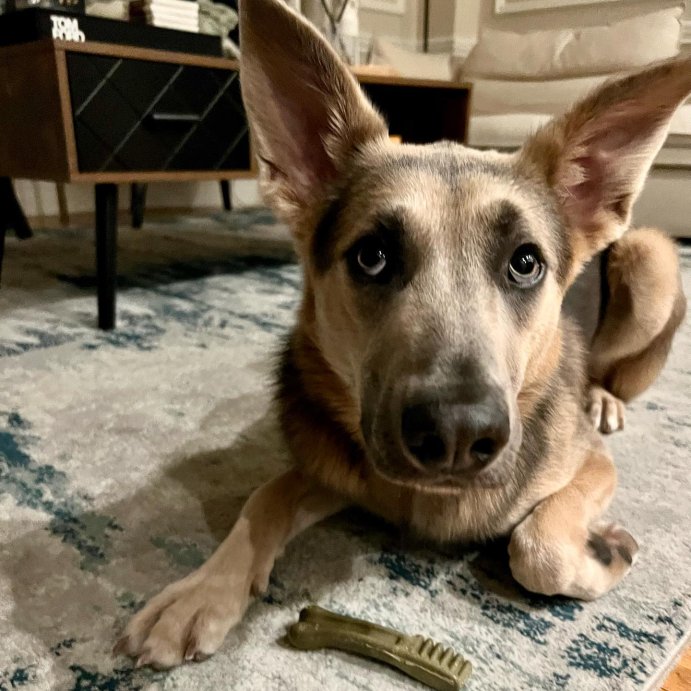 user image by @daisygsdonthehill, Greenies Teenie Chewy Dental Dog Treats Fresh Mint and Spearmint - 12oz/43ct