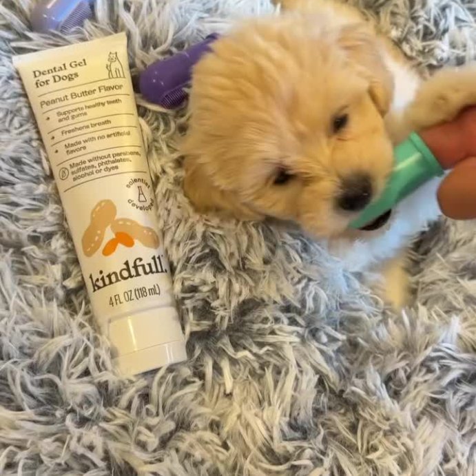 user image by @oliver_maesil, Dog and Cat Finger Toothbrushes - 3pk - Kindfull&#8482;