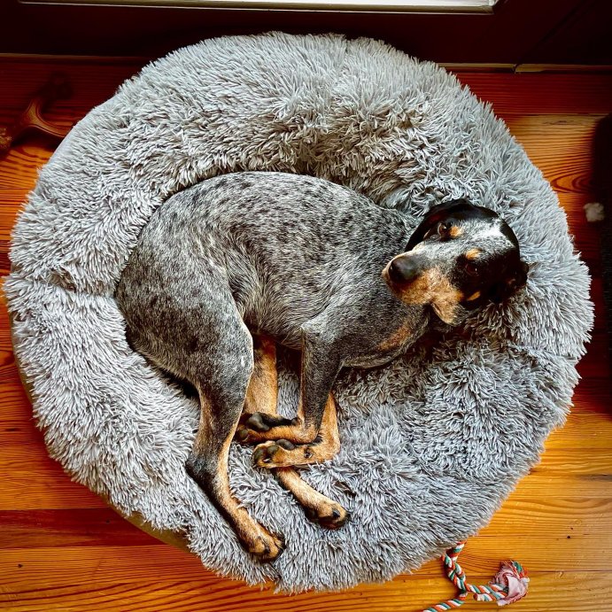 user image by @twotickedchicks, Super Plush Cuddler Round Dog Bed - Gray - Boots & Barkley™