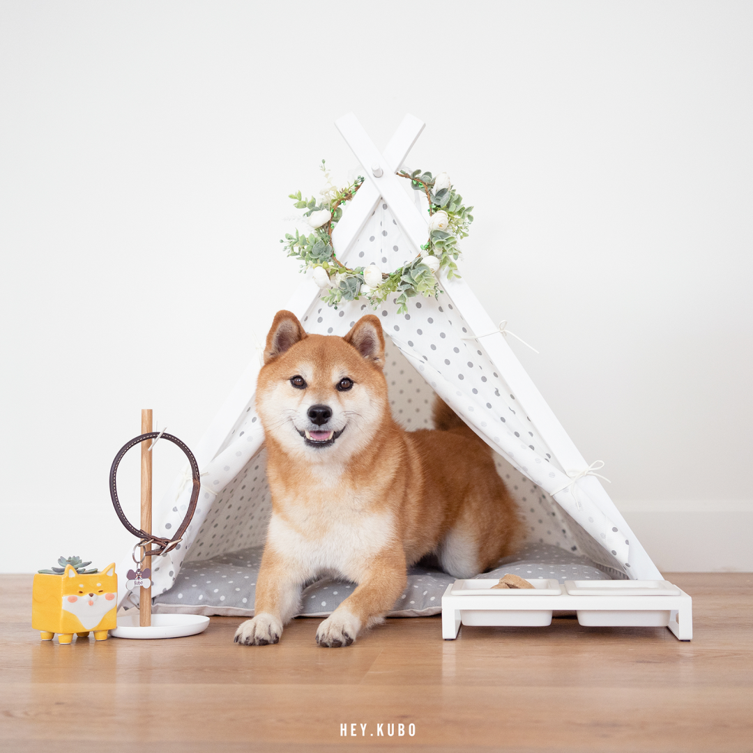 Shiba shop sales