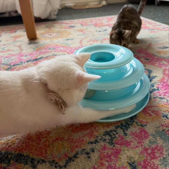 user image by @sookielu_, 3 Layer Trackball Interactive Cat Toy - Boots &#38; Barkley&#8482; - Blue