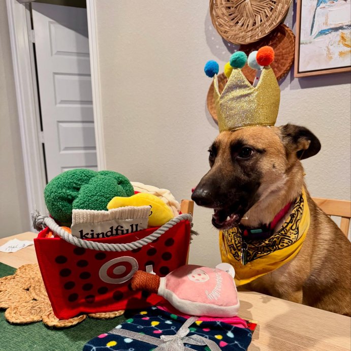 user image by @angie.y.martinez, Birthday Crown Dog Hat - Gold - 6&#34; - Boots &#38; Barkley&#8482;