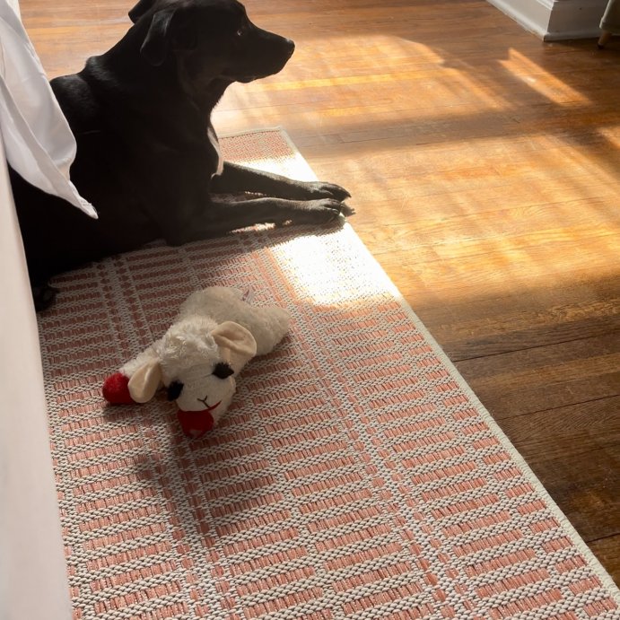 user image by @myellabellaa, Multipet 10.5&#34; Lamb Chop Interactive Plush Dog Toy