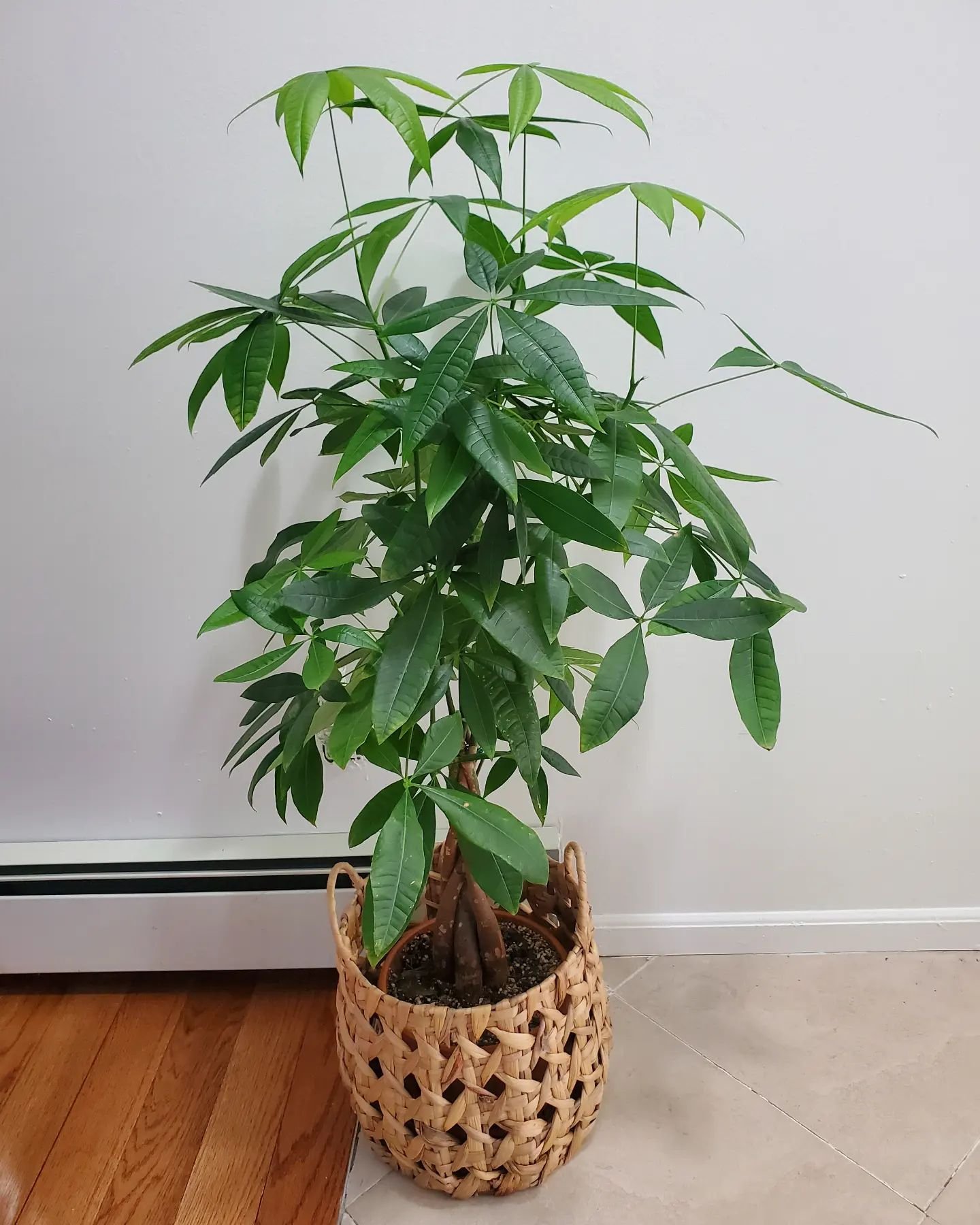 user image by @homeplusplants, Woven Natural Decorative Cane Pattern Small Basket - Threshold&#8482;