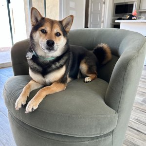 West elm viv 2025 chair