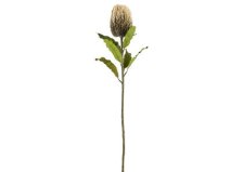 Shop Jocie Banksia Stem Sand and more