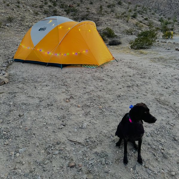 4-person backpacking tents rei co-oprei.com camping and hiking tents REI Co-op Base Camp 4 Tent Green