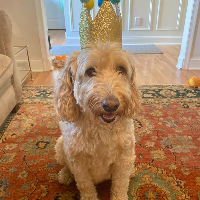 user image by @salliedoodle, Birthday Crown Dog Hat - Gold - 6&#34; - Boots &#38; Barkley&#8482;