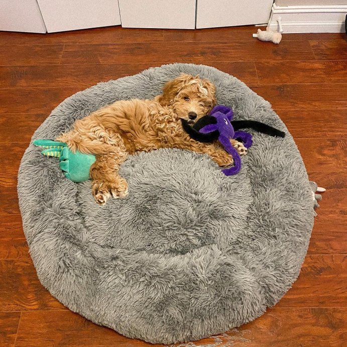 user image by @doit.for.the.graham, Super Plush Cuddler Round Dog Bed - Gray - Boots & Barkley™