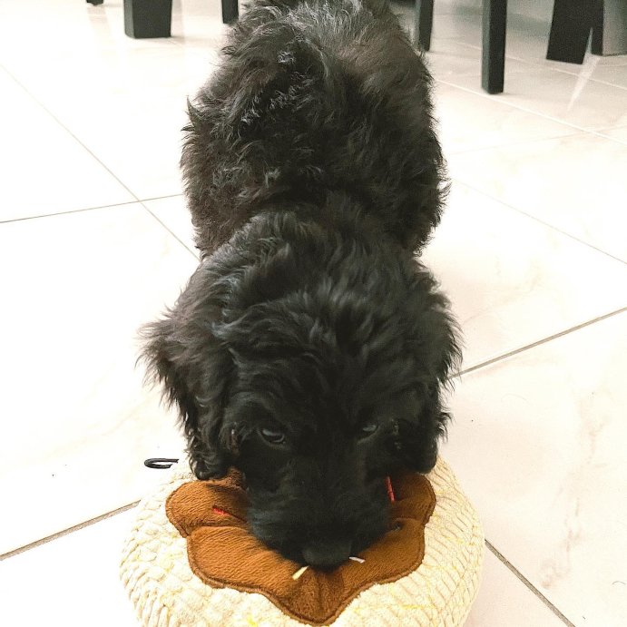user image by @vader.the.dood, TrustyPup Chocolate Donut Durable Plush Dog Toy