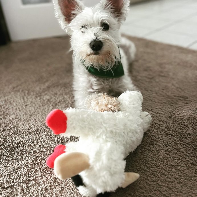 user image by @mr_bunny_ears, Multipet 10.5&#34; Lamb Chop Interactive Plush Dog Toy