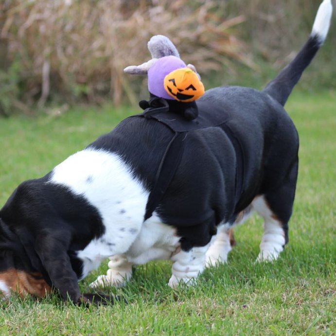 user image by @bassetbabedaisy, Headless Horseman Squirrel Rider Dog and Cat Costume - Hyde and EEK! Boutique™