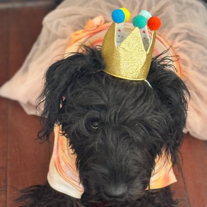user image by @maverickthegiant, Birthday Crown Dog Hat - Gold - 6&#34; - Boots &#38; Barkley&#8482;
