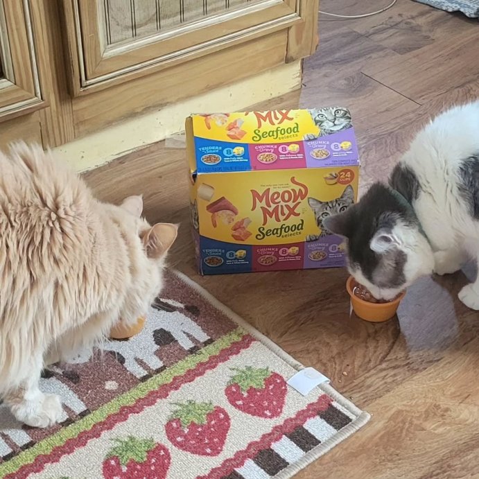 user image by @sam2012york, Meow Mix Seafood Selections Wet Cat Food with Shrimp, Salmon, Crab &#38; Tuna Flavor - 2.75oz/24ct Variety Pack