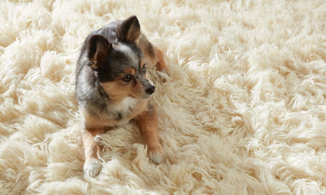 How To Keep A Dog Out Of A Certain Room