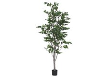 Shop Ficus en pot intérieur/extérieur Claude and more