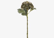 Shop Tige d’hydrangée Adell vert antique and more