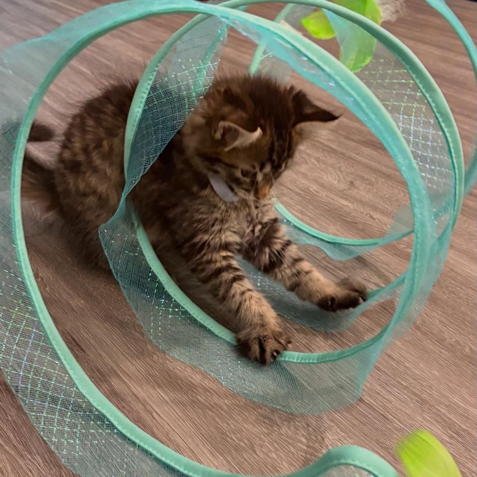 user image by @lilobenny, Spring Tunnel Cat Tunnel - Blue - Boots &#38; Barkley&#8482;