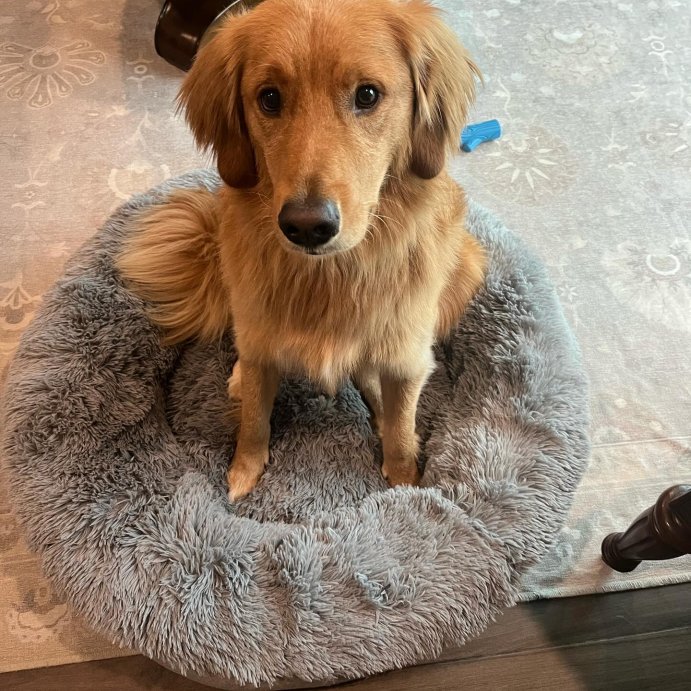 user image by @texasrangerthegolden, Super Plush Cuddler Round Dog Bed - Gray - Boots & Barkley™