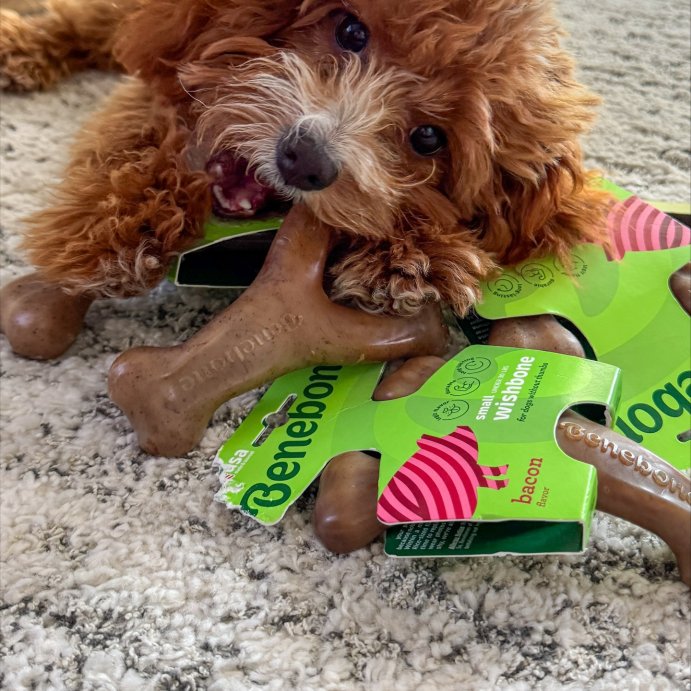 user image by @itswinstondavis, Benebone Wishbone Dog Chew Toy - Bacon