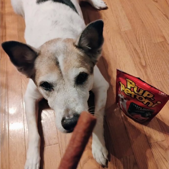 user image by @theplankingtraveler, Pup-Peroni Treats Peroni Lean Beef Flavor Chewy Dog Treats