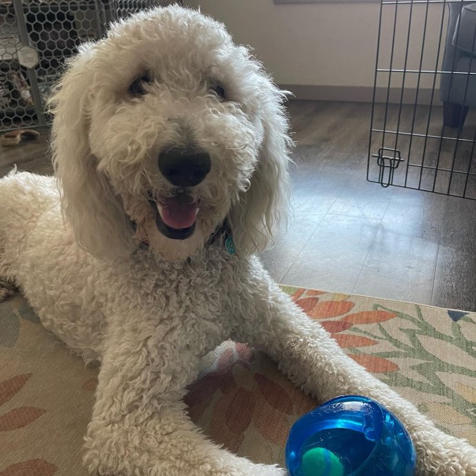 user image by @caramello.the.doodle, KONG 2-in-1 Jumbler Interactive Dog Toy - Blue - M/L